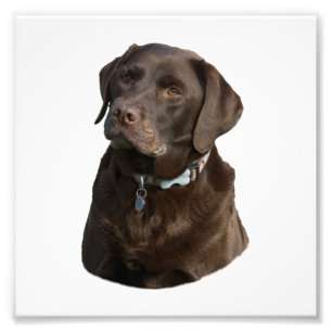 Chocolate Labrador photo portrait Print