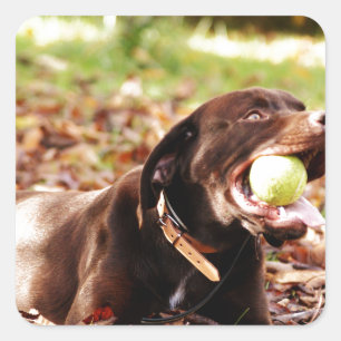 Chocolate Labrador Playing With Ball Square Sticker