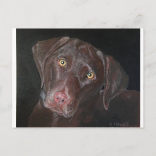 Chocolate Labrador Postcard