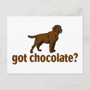 Chocolate Labrador Postcard