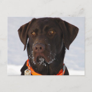 Chocolate Labrador Postcard