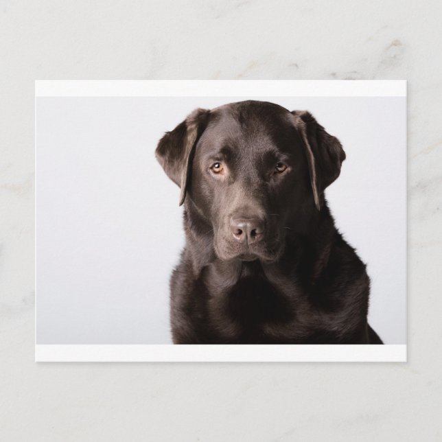 Chocolate Labrador Postcard (Front)