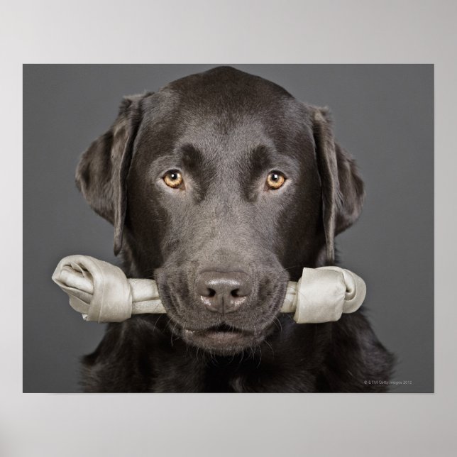 Chocolate Labrador Poster (Front)