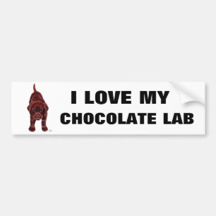 Chocolate Labrador Puppy Bumper Sticker