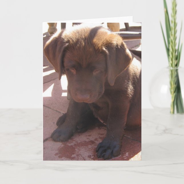 Chocolate Labrador Puppy Card (Front)