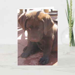 Chocolate Labrador Puppy Card