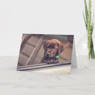 Chocolate Labrador Puppy Card
