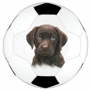 Chocolate Labrador Puppy Football