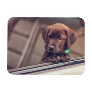 Chocolate Labrador Puppy In Car Magnet