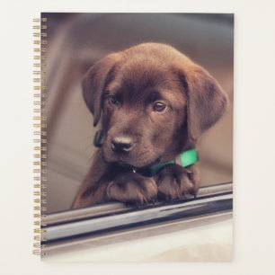 Chocolate Labrador Puppy In Car Planner