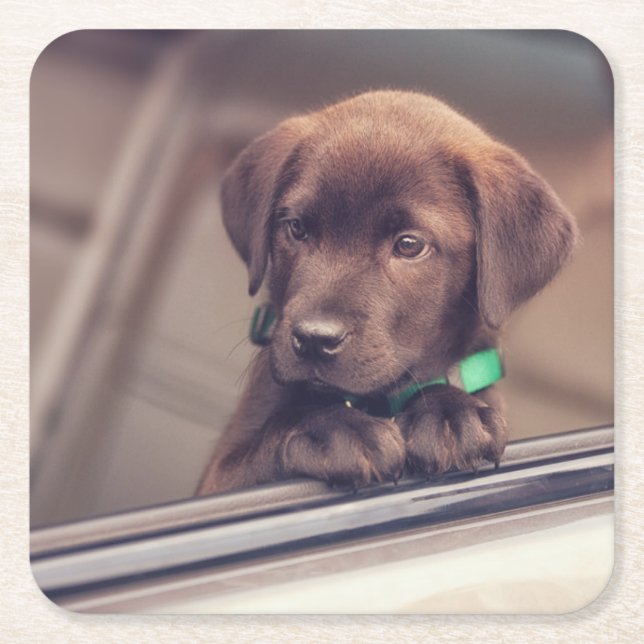 Chocolate Labrador Puppy In Car Square Paper Coaster (Front)