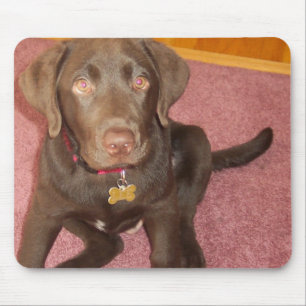 Chocolate Labrador Puppy  Mouse Pad