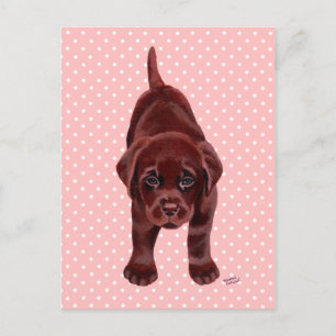 Chocolate Labrador Puppy Postcard
