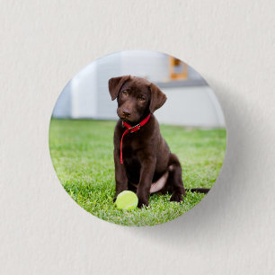 Chocolate Labrador Puppy With Tennis Ball 3 Cm Round Badge