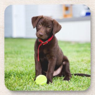 Chocolate Labrador Puppy With Tennis Ball Coaster