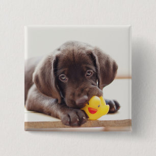 Chocolate Labrador Puppy With Toy Duck 15 Cm Square Badge
