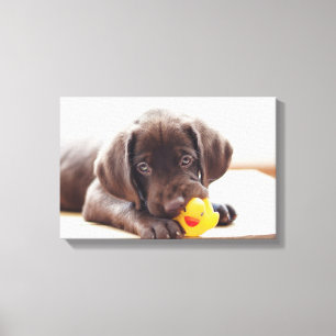 Chocolate Labrador Puppy With Toy Duck Canvas Print