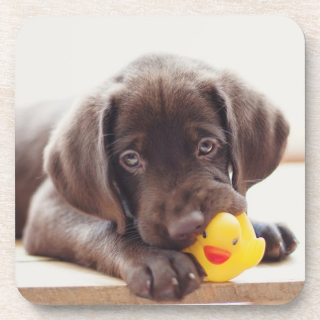 Chocolate Labrador Puppy With Toy Duck Coaster (Front)