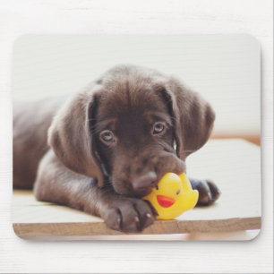 Chocolate Labrador Puppy With Toy Duck Mouse Mat