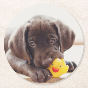 Chocolate Labrador Puppy With Toy Duck Round Paper Coaster