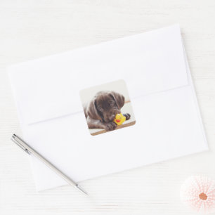 Chocolate Labrador Puppy With Toy Duck Square Sticker