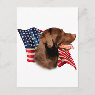Chocolate Labrador Retriever American Flag Postcard