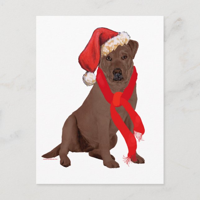 Chocolate Labrador Retriever Christmas Holiday Postcard (Front)
