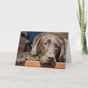 Chocolate Labrador Retriever Close-Up Photograph Card