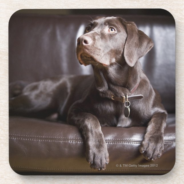 Chocolate Labrador Retriever Coaster (Front)