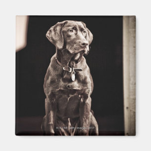 Chocolate Labrador Retriever Magnet