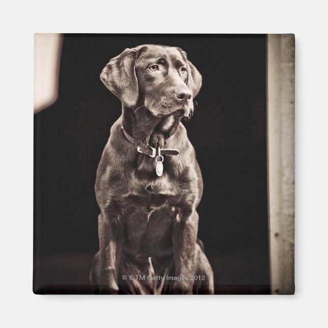 Chocolate Labrador Retriever Magnet (Front)