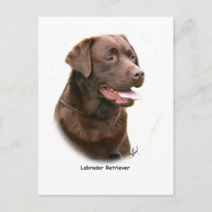 Chocolate Labrador Retriever Postcard