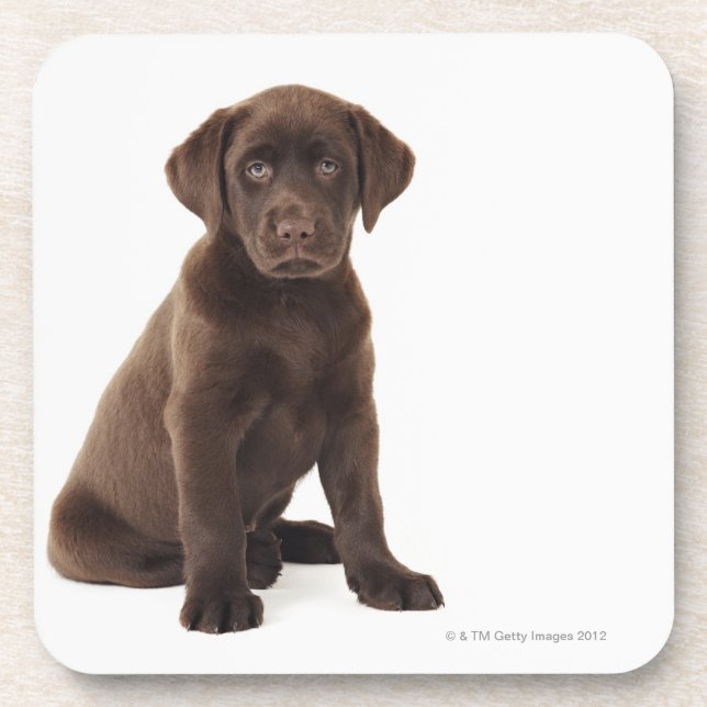 Chocolate Labrador Retriever Puppy Coaster (Front)