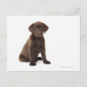 Chocolate Labrador Retriever Puppy Postcard