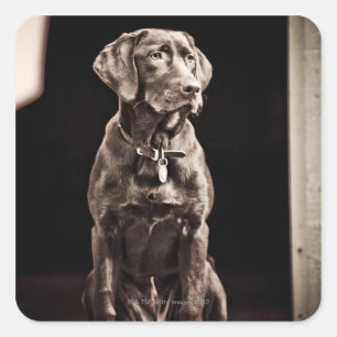 Chocolate Labrador Retriever Square Sticker