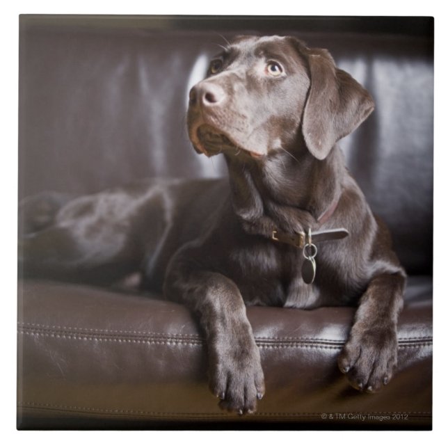 Chocolate Labrador Retriever Tile (Front)