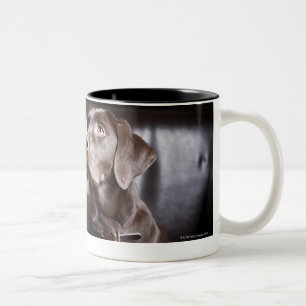Chocolate Labrador Retriever Two-Tone Coffee Mug