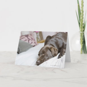 Chocolate labrador sleeping on bed card
