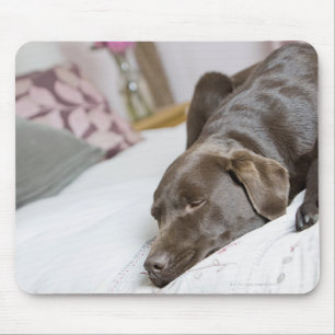 Chocolate labrador sleeping on bed mouse mat