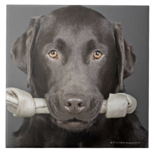 Chocolate Labrador Tile