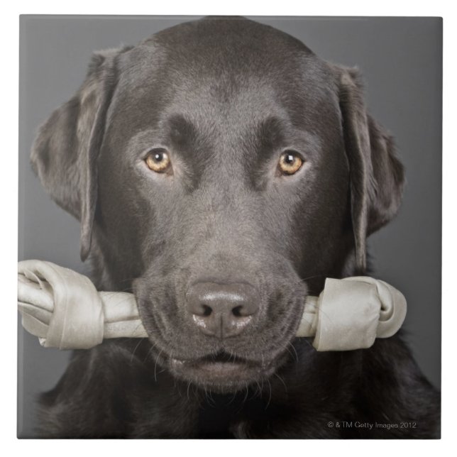Chocolate Labrador Tile (Front)