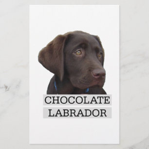 Chocolate Labrador Unique design!