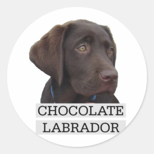 Chocolate Labrador Unique design! Classic Round Sticker