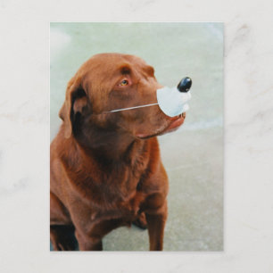 Chocolate Labrador Wearing a Fake Nose Postcard
