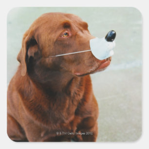 Chocolate Labrador Wearing a Fake Nose Square Sticker