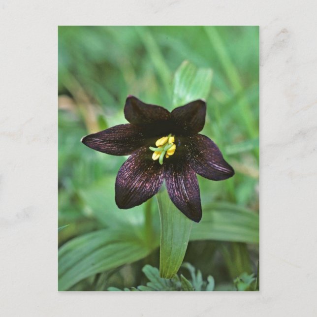 Chocolate Lily Postcard (Front)