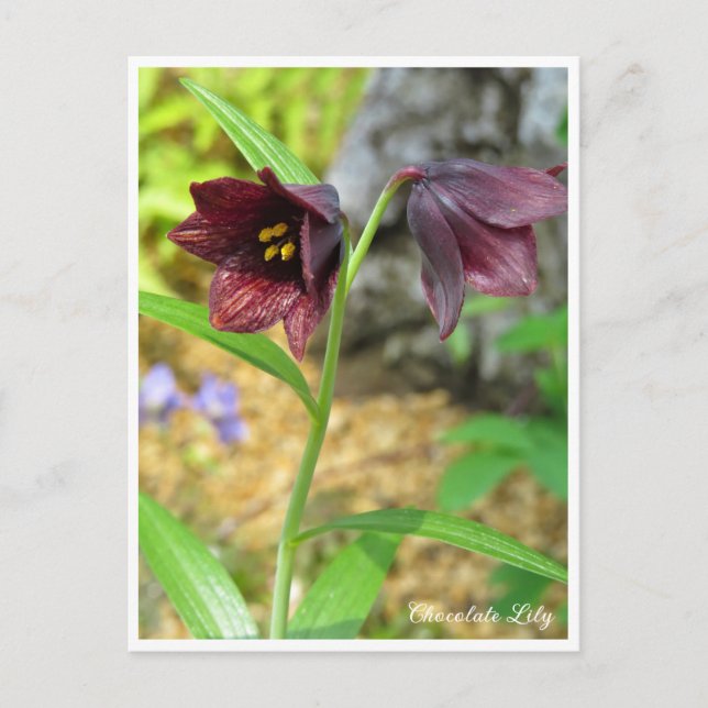 Chocolate Lily Postcard (Front)
