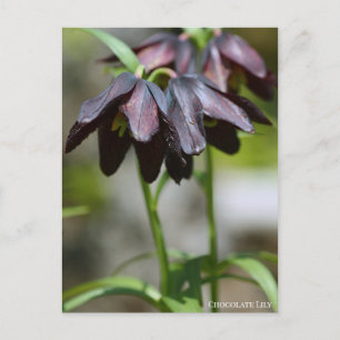 Chocolate Lily：Postcard Postcard