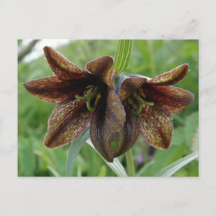Chocolate Lily, Unalaska Island Postcard
