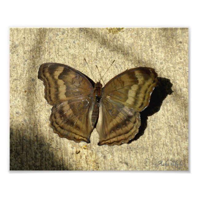 Chocolate Pansy Butterfly Photo Print (Front)
